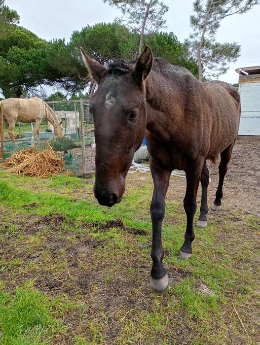 Poldro a fazer três anos em Março