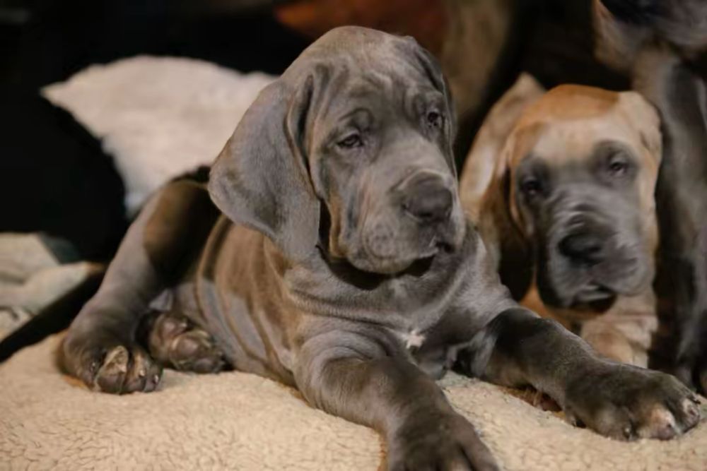 Piękny Szczeniaczek Dog Niemiecki Błękitny Rodowód FCI