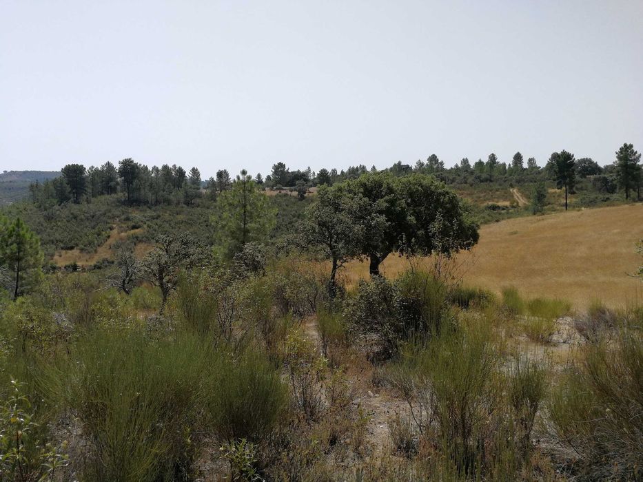 Oportunidade no Alto Alentejo - 26ha em Montalvão, perto da nova ponte