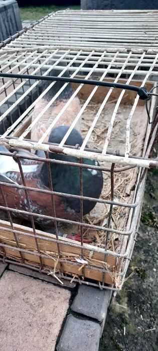 Gołębie Koszua Sprzedam