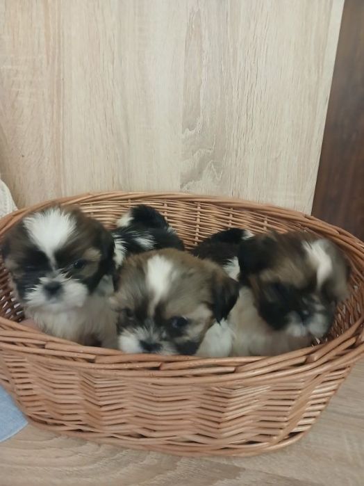 Shih tzu prześliczny chłopczyk