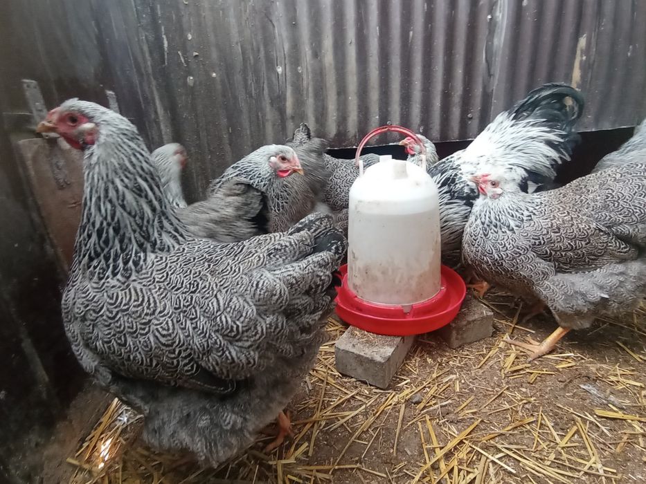 Wyandotte w różnych wariantach kolorystycznych