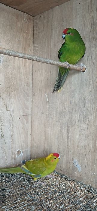 Kakarikis/Red Rumped/Agapone á venda