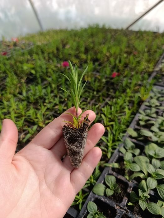 Черенок квітів .