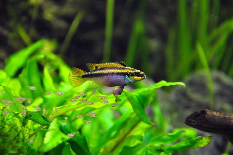 Barwniak szmaragdowy/ barwniak czerwonobrzuchy