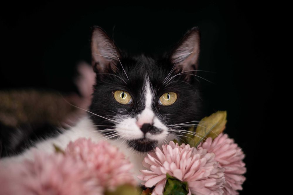 SÓJKA kotka do adopcji