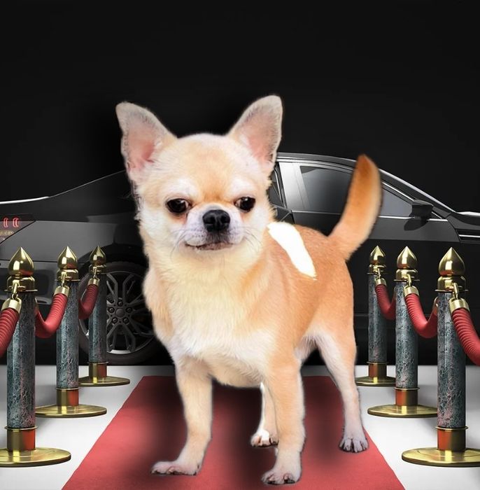 Вязка чихуахуа.Кобель красавец, вес 2 кг