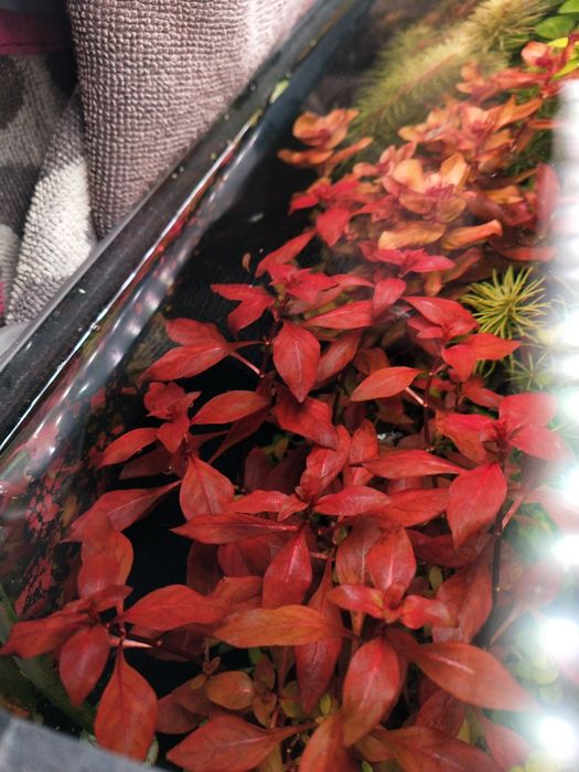 Ludwigia Mini sp. Super Red