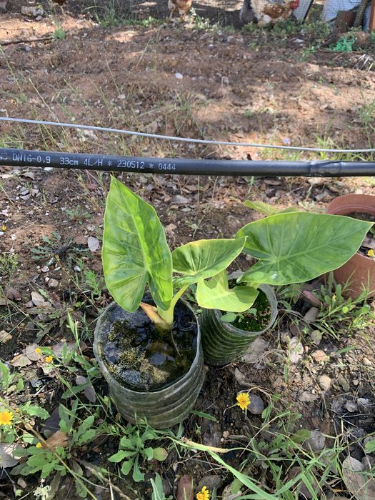 Alocasia orelha de elefante