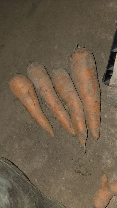 Sprzedam marchew jadalną