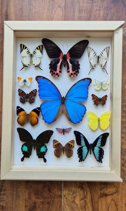 Gablotka motyle Morpho godarti Papilio Junonia i inne na ścianę