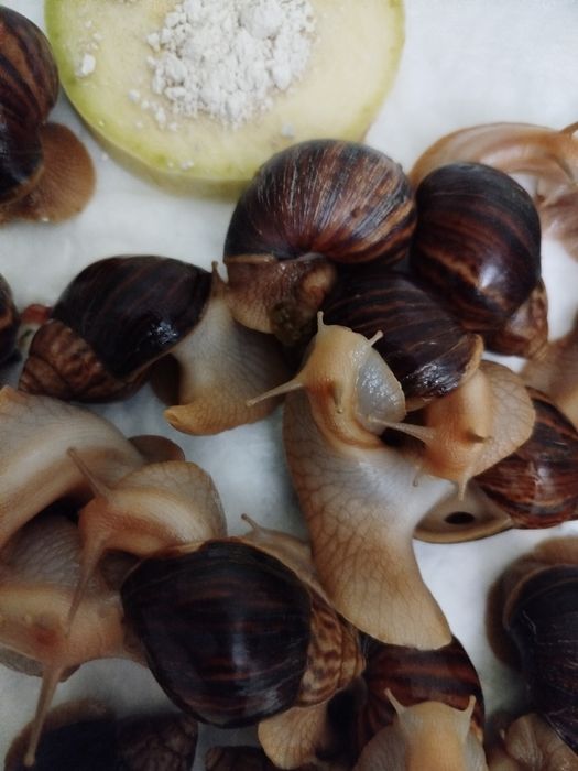 Равлики  ахатини