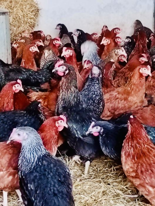 Kury nioski rasy ROSSA