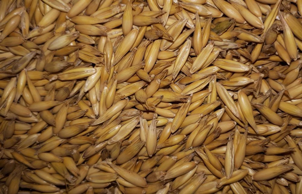 Owies BINGO, około 15 ton