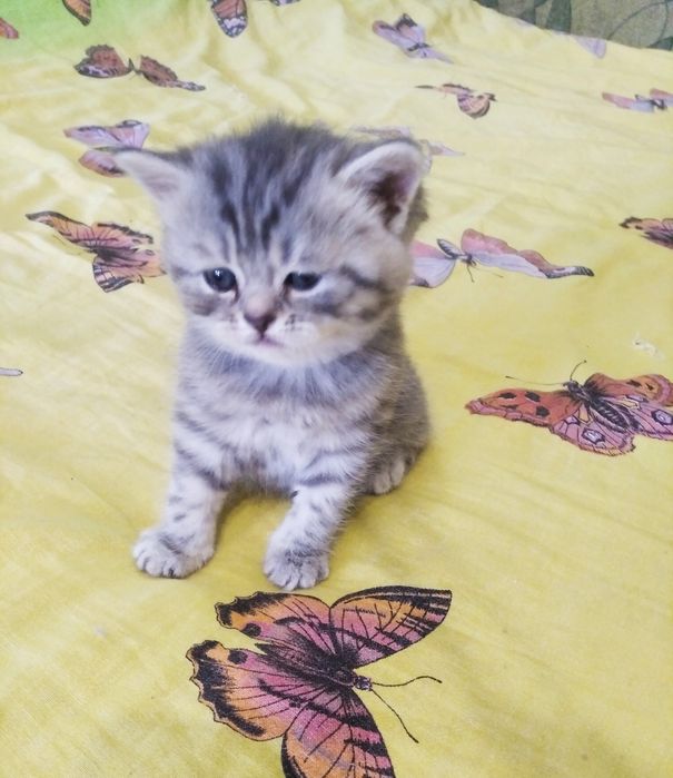 Шотландские котята