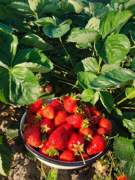 Продам саджанці полуниці Азія