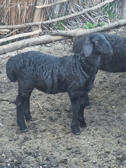 Курдючные бараны,ягнята,овцы.