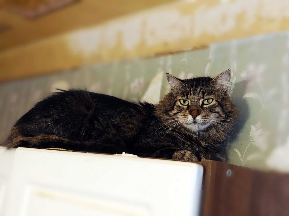 Шикарний кіт Лукас 2роки у пошках сім’ї, стерилізований