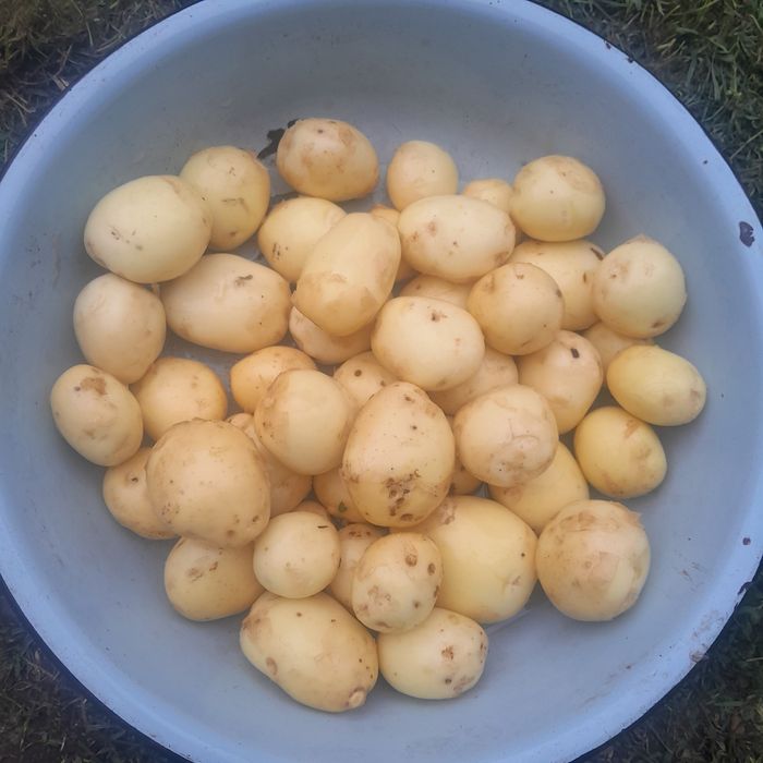 Продам молоду картоплю