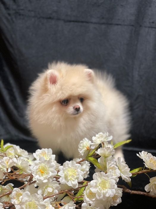 Міні хлопчик шпіци,док.КСУ