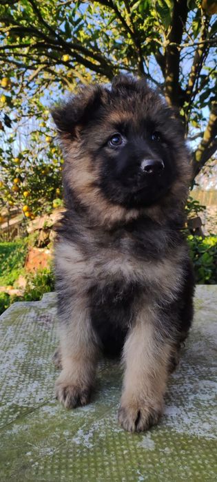 Pastor Alemão macho com lop e Afixo