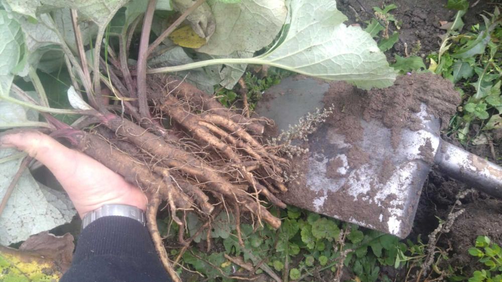 Korzeń łopianu świeżo kopany ŁOPIAN 3kg wysyłka w 48h EKO