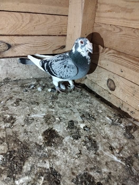 Gołębie staropolskie