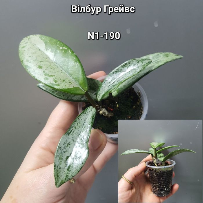 Хойя Вілбур Грейвс/АН-074