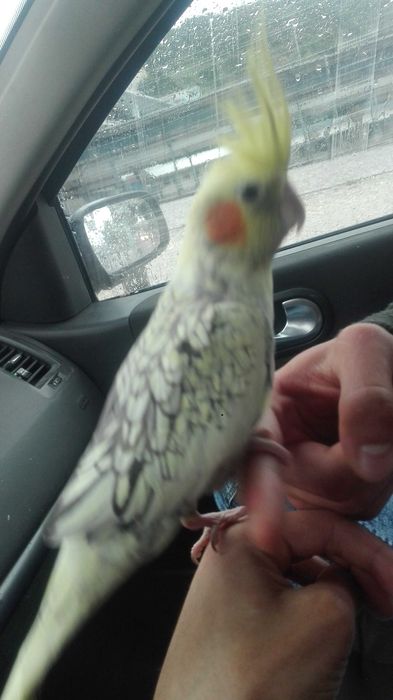 Vendo caturras meigas bebes