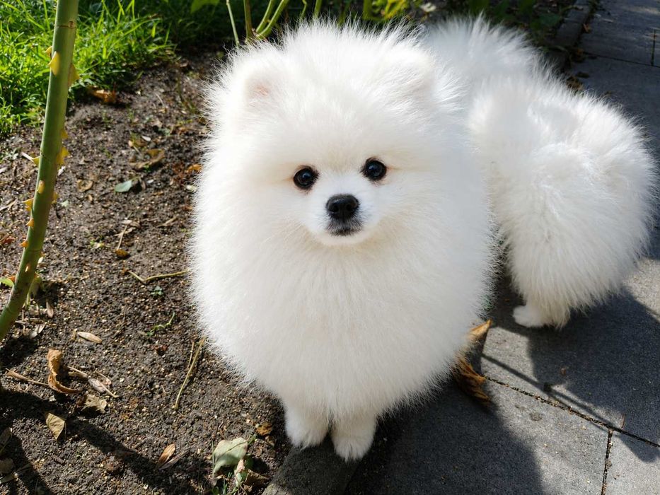 POMERANIAN szpic miniaturowy ZKwP FCI