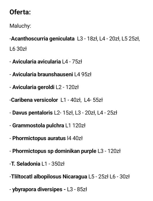 Typhochlaena seladonia L1/2