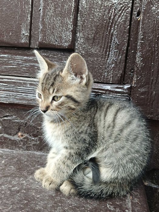 Віддам кошенят в хороші руки!