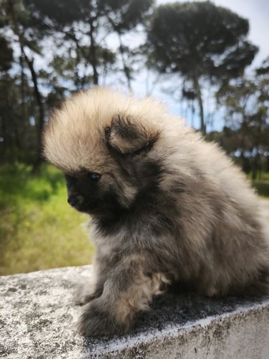 Spitz / Lulu pequeno