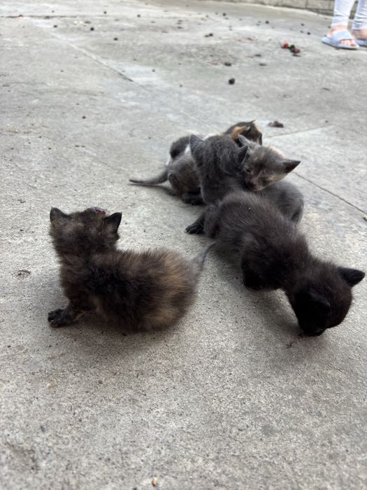Котенятка ( в хороші руки)