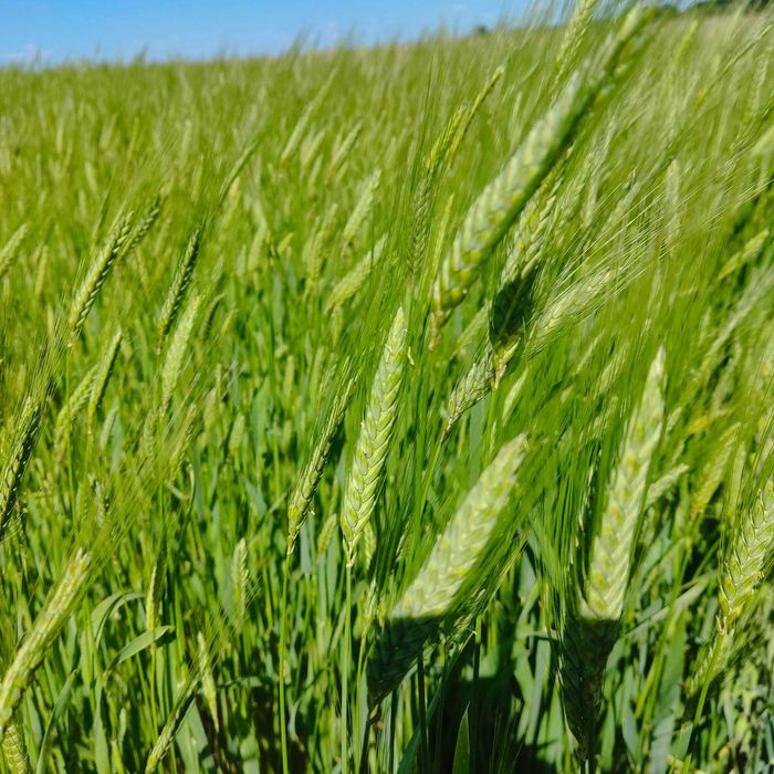 Mąka z płaskurki, płaskurka  100% ekologiczna