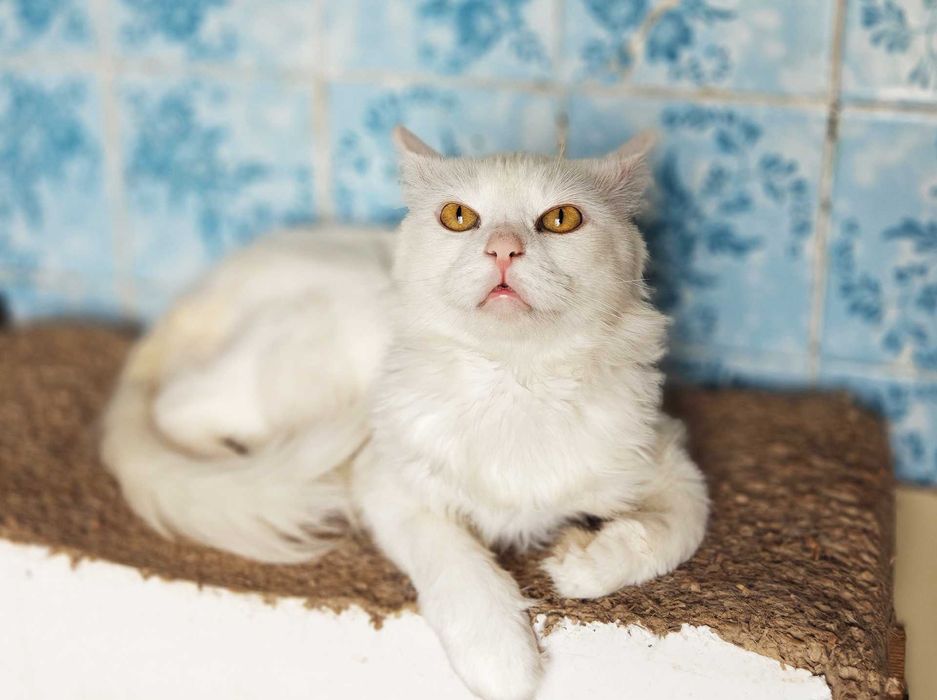 Білий пухнастик, ніжний котик Зефір, 1р. Кіт, кошеня