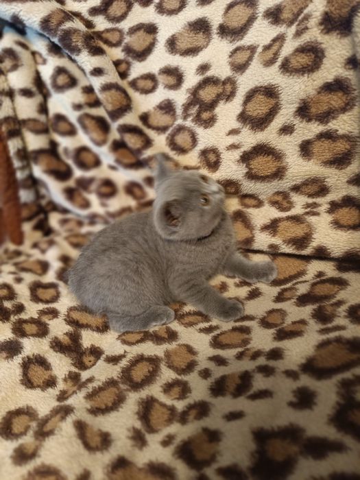 Kot brytyjski niebieski krótkowłosy Beza