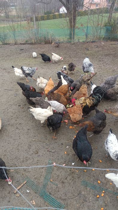 jaja lęgowe mix kur