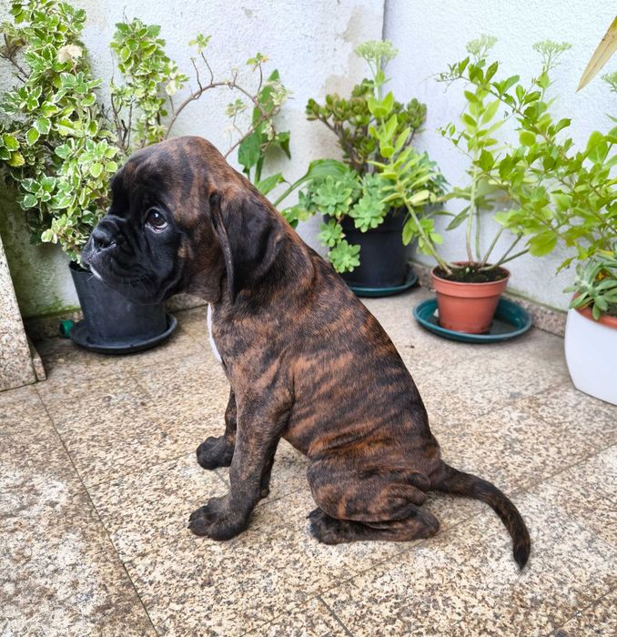Disponível Macho Boxer