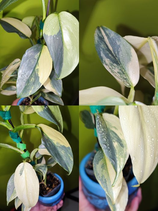 Кімнатна рослина Філодендрон silver sword hastatum variegated