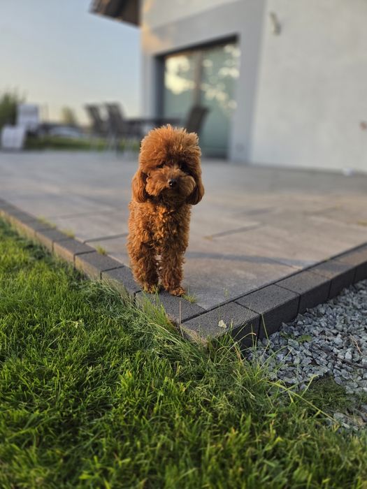 Pudel toy mała suczka badania