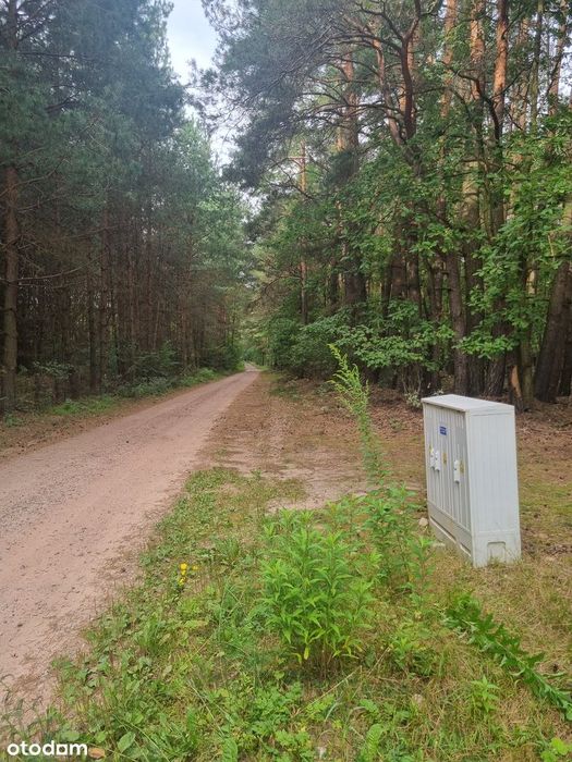 Działka budowlana w środku lasu - Widok 3