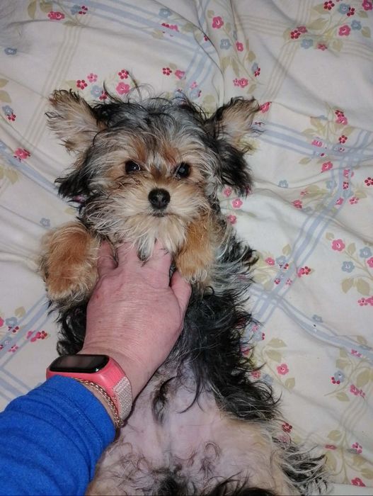 Міні йорк(хлопчик,привитий)