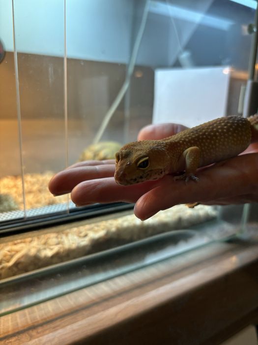 Gekon lamparci wraz z terrarium komplet akwarium