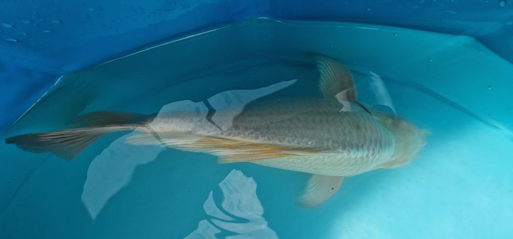Carpa koi com 40cm
