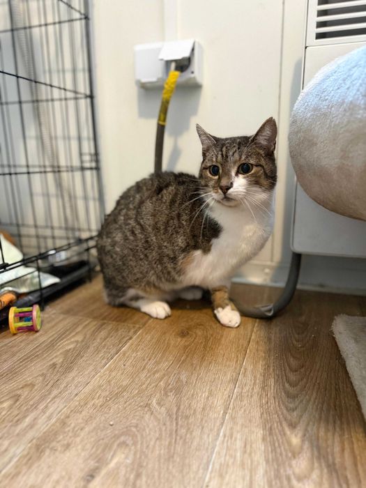 Amelkat potrzebuje spokojnego domu