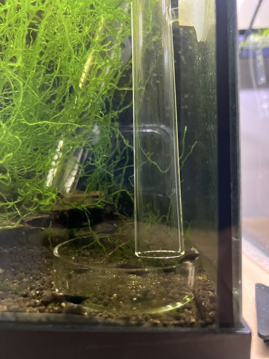 Camaroes caridina Black king kong extrem