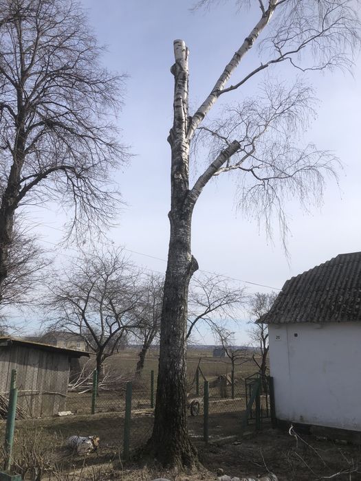 Зрізання дерев, обрізка валка дерев, спилювання, чистка