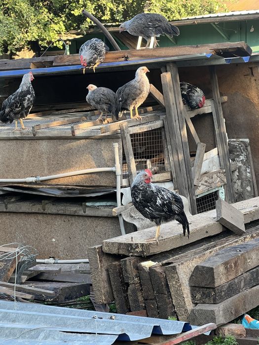 Леггорн Итальянский