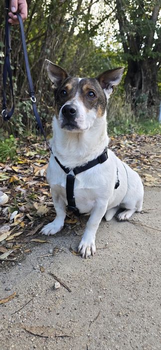 Do adopcji Niskopodłogowy samiec